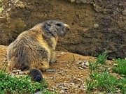 Spettacolo di fiori e marmotte sui sentieri per i Laghetti di Ponteranica – 18magg22  - FOTOGALLERY